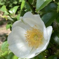 アネモネ,サクラソウ,ジュンベリー,アネモネ フルゲンス,ナニワノイバラの画像