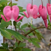 タイツリソウ,ハナミズキ,モミジ,ケマンソウ,池堀街道の画像