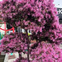 ベニバナトキワマンサクの画像