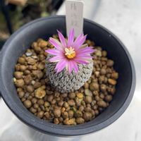 サボテン,エピテランサ属,精巧殿,天紫玉,尾形丸の画像