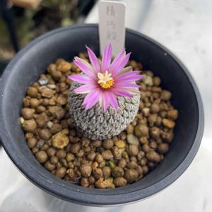 サボテン,エピテランサ属,精巧殿,天紫玉,尾形丸の画像