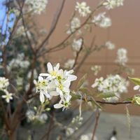 ジューンベリー,ガーデニング,庭木,庭の花,癒しの画像