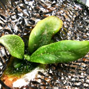 ビカクシダ,ウィリンキー,成長記録,フィッシュボーンの画像