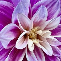 ダリア,可愛いピンク色♡,ニュージーランド,庭の画像