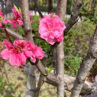 ハナモモの画像