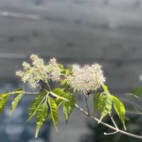 アオダモ,アオダモの花,ガーデニング,庭木,庭の花の画像