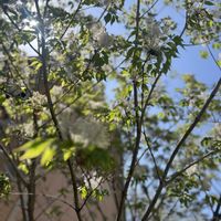 アオダモ,ガーデニング,庭木,庭の花,癒しの画像