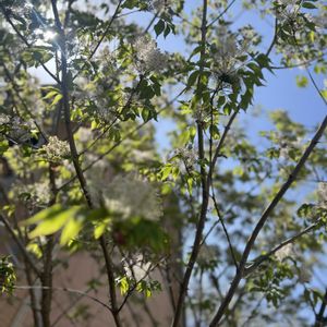 アオダモ,ガーデニング,庭木,庭の花,癒しの画像