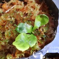 ビカクシダ,成長記録,ヒリー,フラハンズの画像