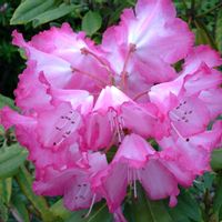 シャクナゲの画像