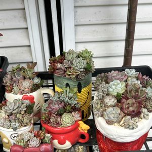 ガーデニング,ウッドデッキ,ドウダンツツジ✨,寄せ植え大好き,お迎え多肉の画像