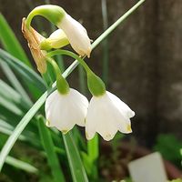 スノーフレーク,春がきたね〜♫,✨✨昨日の今日のお花✨✨,マイガーデン,花壇の花の画像