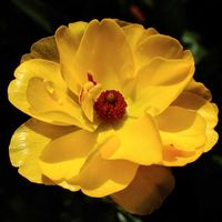 チューリップ,マツバギク,原種チューリップ,ラナンキュラス　ラックス,原種チューリップ シルベストリスの画像