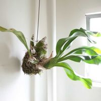 グラマトフィラム,観葉植物,グリーンインテリア,成長記録,洋ランの画像