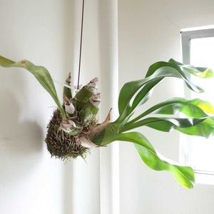 グラマトフィラム,観葉植物,グリーンインテリア,成長記録,洋ランの画像