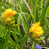 フリージア,花のある暮らし,大事に育てたい,キュンキュン乙女倶楽部,うどん県人会の画像