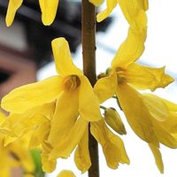 レンギョウ,レンギョウ,黄色の花,木に咲く花,日曜ビタミンカラー♪の画像