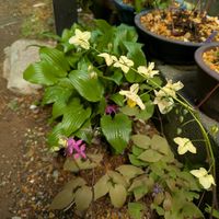 イカリソウ,イカリソウ,イカリソウ サルフレア,イカリソウ(碇草),イカリソウ(碇草)の画像
