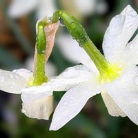 クロユリ,クロユリ,コデマリ,スイセン,スイセンの画像