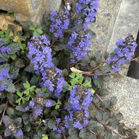 アジュガ,ヒメオドリコソウ,カラスノエンドウ,コハコベ,野草の画像