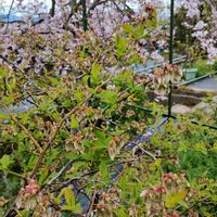 おうち園芸,おうち果樹園,家庭菜園の画像