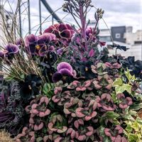 クローバー,パンジー,ビオラ,クローバー ティントロゼ,植物のある暮らしの画像