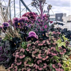 クローバー,パンジー,ビオラ,クローバー ティントロゼ,植物のある暮らしの画像