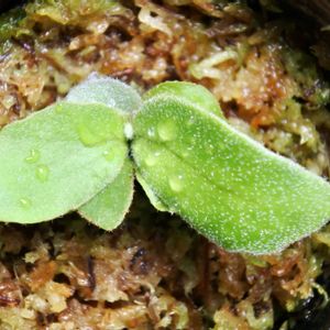 ビカクシダ,ウィリンキー,成長記録,ゴールデンボーイの画像