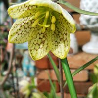 イカリソウ,イカリソウ 夕映,タンチョウソウ（イワヤツデ）,貝母百合・編笠百合(ばいもゆり・あみがさゆり),イカリソウ　黄色の画像