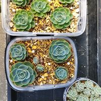 白牡丹,七福神,ガーデニング男子,花のある暮らし❤,今朝の一枚！の画像