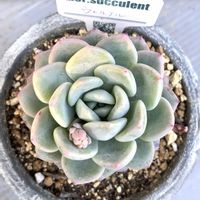 エケベリア,ウェルテル,多肉植物,多肉植物とサボテン,タニラーの画像