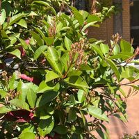 カナメモチの画像