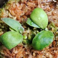 ビカクシダ,ウィリンキー,イエロームーン,トトロ,成長記録の画像