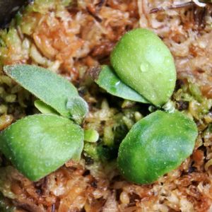 ビカクシダ,ウィリンキー,イエロームーン,トトロ,成長記録の画像