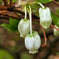 ケヤキ,サクラ,ドウダンツツジ,ヤマブキ,雨上がりの画像