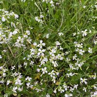 ダイコンの画像