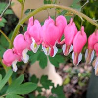 タイツリソウの画像