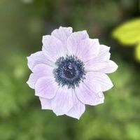 アネモネ,アネモネ　パブニナ,アネモネ パブニナ,ガーデニング,庭の画像