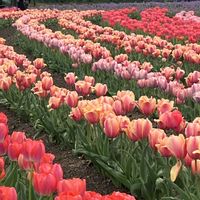 チューリップ,小さな花壇,ガーデニング初心者,小さな庭の画像