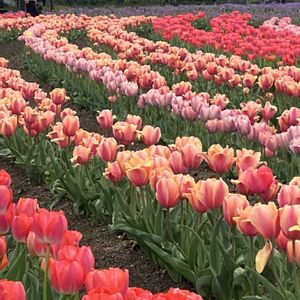 チューリップ,小さな花壇,ガーデニング初心者,小さな庭の画像