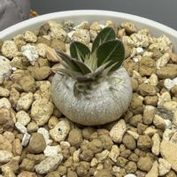 パキポディウム　恵比寿大黒,塊根植物,パキポディウム属の画像