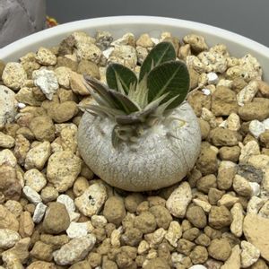 パキポディウム　恵比寿大黒,塊根植物,パキポディウム属の画像