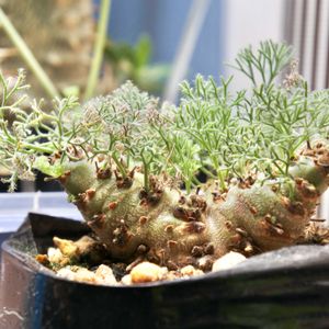 ペニクリナム,実生,成長記録,モンソニアの画像