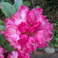 シャクナゲ,石楠花,北山緑化植物園,２０２５年同期,お出かけ先の画像