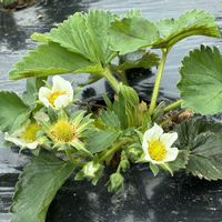 イチゴ,イチゴ,いつもありがとう♡,露地栽培,イチゴ栽培の画像