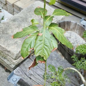 アボカド,実生,成長記録の画像