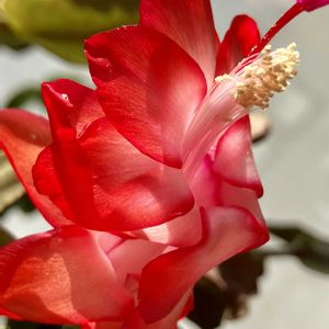 シャコバサボテン,シャコバサボテン,赤い花,癒し,真っ赤の画像