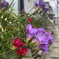 スイセン,スミレ,フリージア,フリージア,水仙（すいせん）の画像