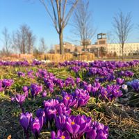 クロッカス,クロッカス　紫,北海道,春の訪れ,クロッカスの花の画像