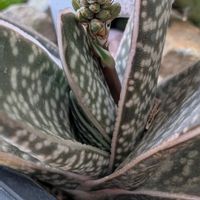 アジュガ,ローズマリー,アルブカ スピラリス フリズルシズル,アルブカ スピラリス フリズルシズル,ガステリア ピランシーの画像